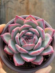 新入荷 コウラトウ QS1218×18苗 抜き苗 多肉植物 アエオニウム