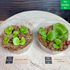 2025年最新】ビカクシダ 胞子 セットの人気アイテム - メルカリ