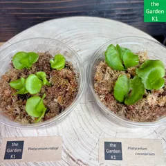 2025年最新】ビカクシダ 胞子 セットの人気アイテム - メルカリ