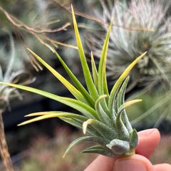 チランジア モンキーテール Tillandsia ionantha Monkey Tail＊エア