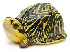 2025年最新】動物の惑星 フィギュアの人気アイテム - メルカリ