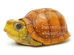 新！【動物の惑星】トウブハコガメ（オレンジ）フィギュア - メルカリ