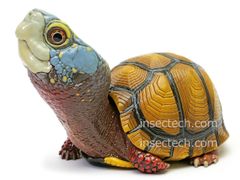 新！【動物の惑星】トウブハコガメ（オレンジ）フィギュア - メルカリ