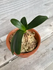 2025年最新】名護蘭 ナゴランの人気アイテム - メルカリ