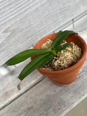 蕾あり 洋蘭原種 ガストロキラス SP 自然種 ミャンマー 蕾あり 洋蘭