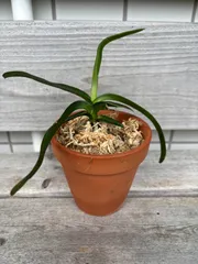 蕾あり　洋蘭原種　ガストロキラス　SP 自然種　ミャンマー 蕾あり 洋蘭原種 ガストロキラス SP 自然種 ミャンマー