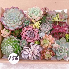 9 多肉植物寄せ植えセット詰め合わせ - メルカリ