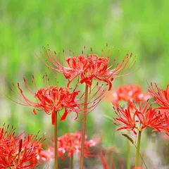 2026年最新】彼岸花 球根の人気アイテム - メルカリ