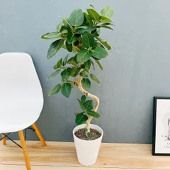 2025年最新】ベンガレンシスの人気アイテム - メルカリ