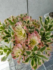 アエオニウム モナカ錦①⭐️レア品種 2025年最新】錦 アエオニウムの人気アイテム - メルカリ