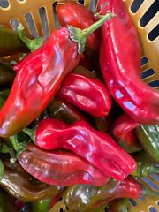 赤ジャンボピーマン 15kg