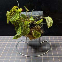 2025年最新】レパンテスの人気アイテム - メルカリ