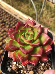 50株×ティア 多肉植物 エケベリア セダム アエオニウム グラプトペタルム 韓国苗 寄せ植え HWQ15