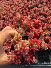 32鉢×ニジノタマニシキ 多肉植物 エケベリア セダム アエオニウム グラプトペタルム 韓国苗 寄せ植え SF111