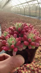 32鉢×ニジノタマニシキ 多肉植物 エケベリア セダム アエオニウム グラプトペタルム 韓国苗 寄せ植え YL15