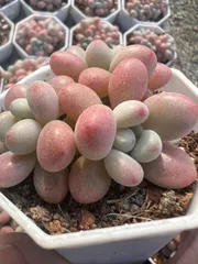 50株×キャビア 多肉植物 エケベリア セダム アエオニウム グラプトペタルム 韓国苗 寄せ植え YP233