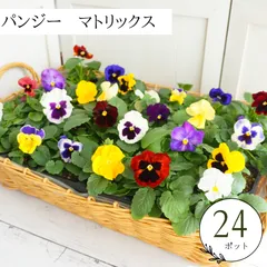 花苗 3ポット メルカリ便 大きめ苗】【石川園芸】レディ 3.5号ポット苗《12/8》➁メルカリ便