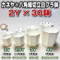 小御老木古木盆栽 イヌビワ 犬枇杷 フィカスエレクタ - メルカリ