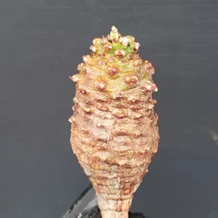 2025年最新】パキポディオイデスの人気アイテム - メルカリ