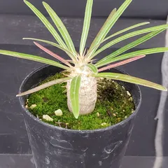 2025年最新】グラキリス ベアルートの人気アイテム - メルカリ