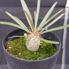 2025年最新】抜き苗 グラキリスの人気アイテム - メルカリ