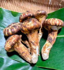 2025年最新】ばかのハコ船 の人気アイテム - メルカリ