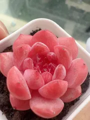 2025年最新】いちご 苗の人気アイテム - メルカリ