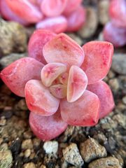 新入荷 ドロサンテマ キラキラ レインボーキャンディーボール 抜き苗