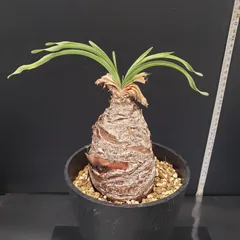 2025年最新】ブーファンの人気アイテム - メルカリ