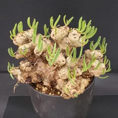 2025年最新】万物想の人気アイテム - メルカリ