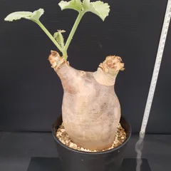 2025年最新】キフォステンマの人気アイテム - メルカリ