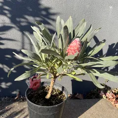 2026年最新】プロテア ジュリエットの人気アイテム - メルカリ