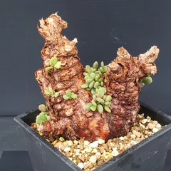 2025年最新】ピグマエア ベアルートの人気アイテム - メルカリ