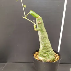 2025年最新】アデニア クリスタルグリーンの人気アイテム - メルカリ