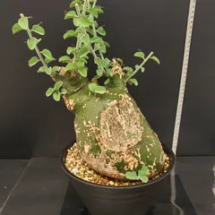 2025年最新】アデニアの人気アイテム - メルカリ