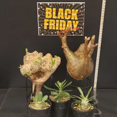 2025年最新】グラキリス ベアルートの人気アイテム - メルカリ