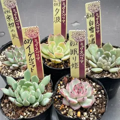 2025年最新】紫紺の矢の人気アイテム - メルカリ