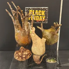 2025年最新】グラキリス ベアルートの人気アイテム - メルカリ