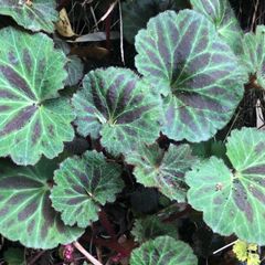 【送料無料】　徳島県産　天然ユキノシタのぬき苗1つ　雪ノ下（葉の裏赤っぽいもの）送料込み