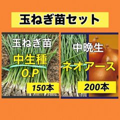 玉ねぎ苗セット‼️ネオアース200本➕OP150本 - メルカリ