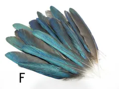 しあわせの青い鳥 テリムクの羽根 セット(Lサイズ×35本)  天然 ハンドメイド 材料 素材 フェザー  鳥の羽  鳥の羽根 まとめ売り