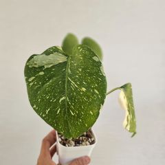 ♡レア♡《Anthurium Renaissance Var.》アンスリウム・ルネッサンス