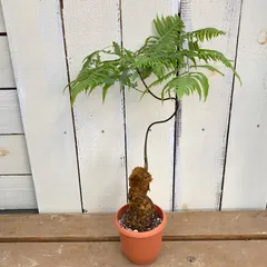 2026年最新】キンモウコウの人気アイテム - メルカリ