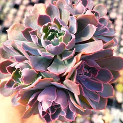 多肉植物 エケベリア ネオンブレーカーズ 抜き苗