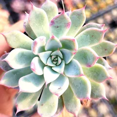 2025年最新】コロラータタパルパの人気アイテム - メルカリ