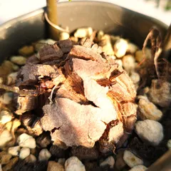 2025年最新】亀甲竜実生の人気アイテム - メルカリ