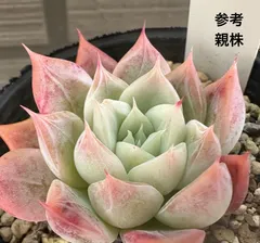 M*˚様 中里リンゼアナ実生【札付き】希少苗 2025年最新】中里リンゼアナ 札の人気アイテム - メルカリ