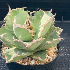 【新作】エケべリア　韓国苗　ブラックチェリー 大苗　多肉植物 　s_6103 新入荷｜送料込】エケべリア 韓国苗 ブラックチェリー 大苗｜チャン