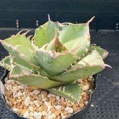 新入荷｜送料込】ハオルチア 韓国苗 桜水晶 多肉植物 ポコ多肉 p_3113