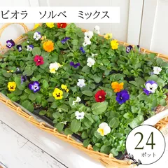 2025年最新】花苗の人気アイテム - メルカリ